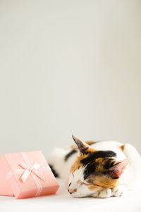 Close-up of a cat over white background