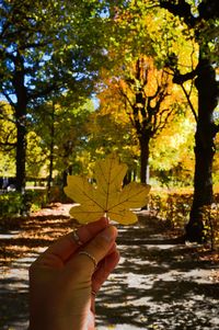 leaf