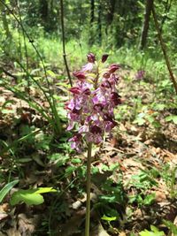 Close-up of flowers blooming in forest