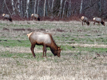 Sheep grazing on field in forest