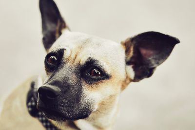 Close-up portrait of a dog