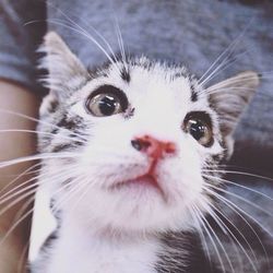 Close-up portrait of cat