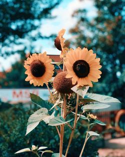 Close-up of sunflower