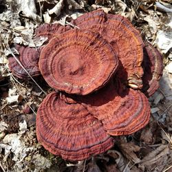 High angle view of mushrooms growing on field