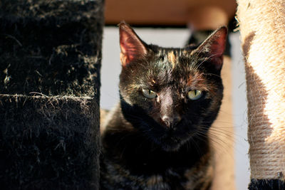 Close-up portrait of black cat