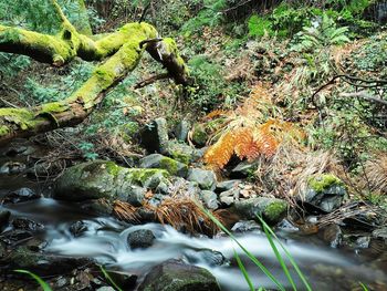 Stream flowing through forest