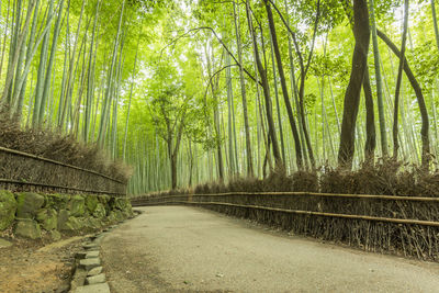 Footpath amidst trees in forest