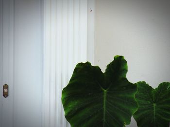 Close-up of green leaves against wall