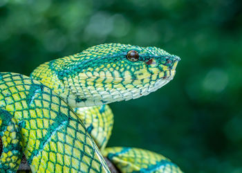 Closeup of a green snake