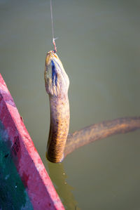 Snake in lake