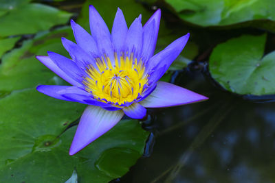 Close-up of lotus water lily in pond