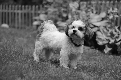 Portrait of dog on field