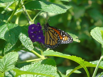 Close-up of butterfly pollinating flower