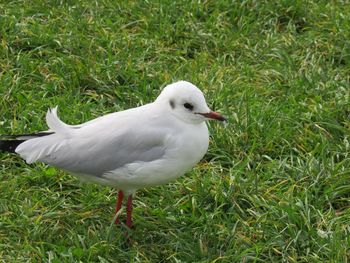 Close-up of seagull perching on grass