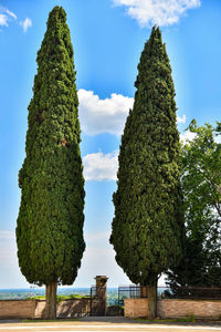 Low angle view of trees on field against sky