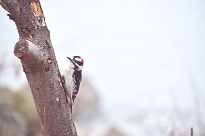 Close-up of bird perching on tree