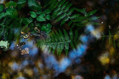 Close-up of fresh green leaves in water