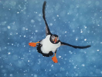 Bird flying over snow