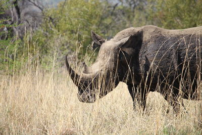 Close-up of elephant in water