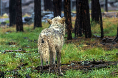 Lion standing in a forest