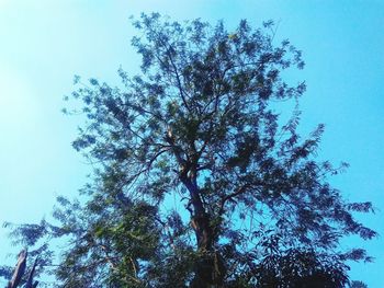 Low angle view of tree against clear blue sky