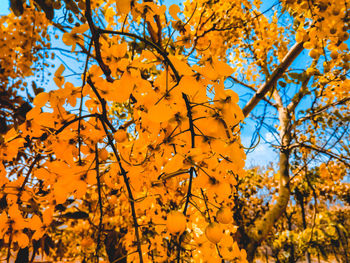 Low angle view of autumn tree against orange sky