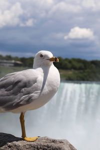 Seagull at the niagara falls, canadian side, ontario
