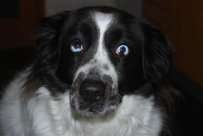 Close-up portrait of black dog at home