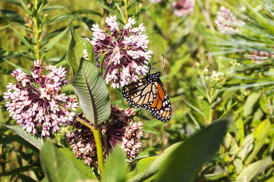 Close-up of butterfly pollinating on pink flower