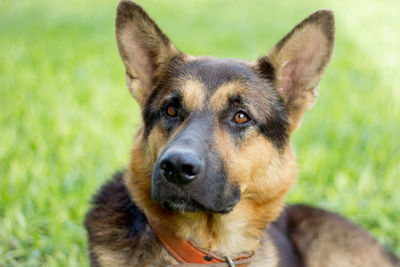 Close-up portrait of dog on field