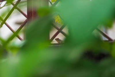 Close-up of leaf on plant