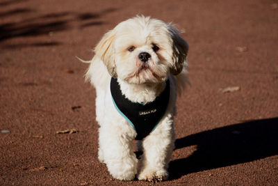 Close-up of dog