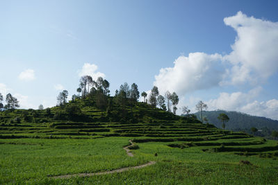 Scenic view of agricultural field against sky