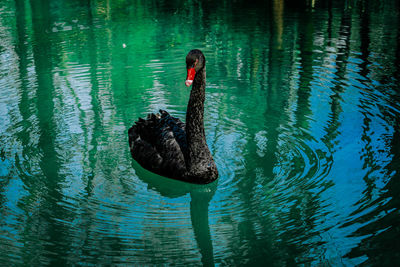 Swan swimming in lake