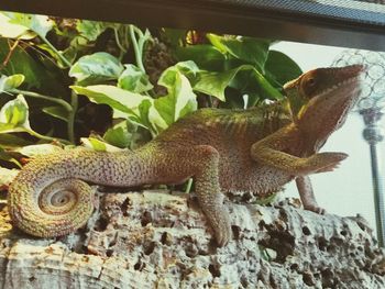 Close-up of lizard on plant