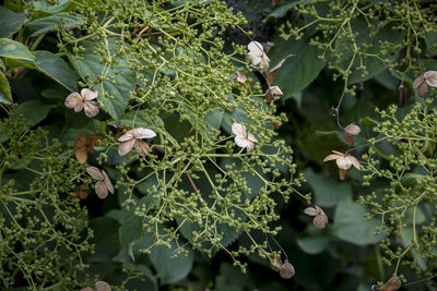 Close-up of white flowering plant