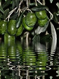 Close-up of fruit growing in lake