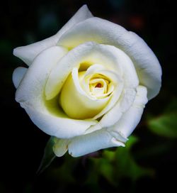 Close-up of flower against blurred background