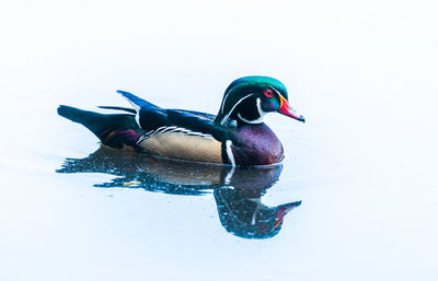 High angle view of bird swimming in lake