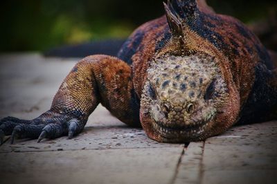 Close-up of lizard