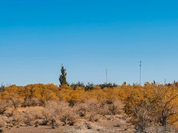 Plants growing on land against clear blue sky