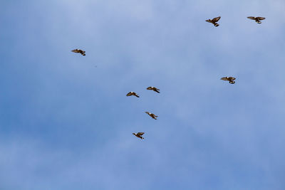 Low angle view of birds flying in the sky