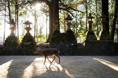Horse standing in a park