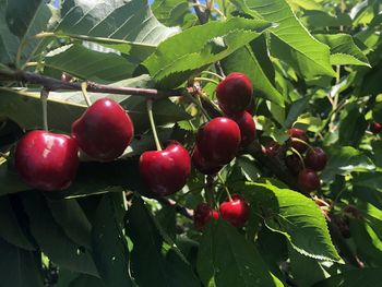 Close-up of cherries growing on tree