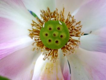 Macro shot of pink flower