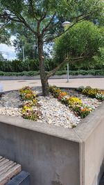 Flower plants growing in yard