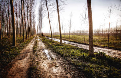 Road amidst trees in forest against sky