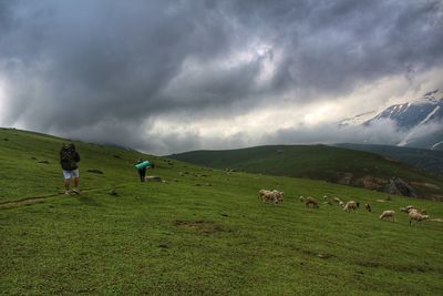 Flock of sheep in a field