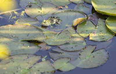 Full frame shot of leaves floating in lake