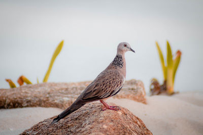 Close-up of bird perching on rock